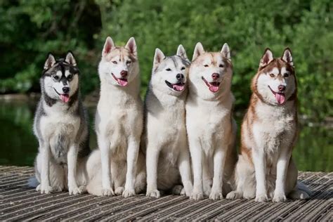 Todo Lo Que Debes Saber Antes De Tener Un Husky Siberiano