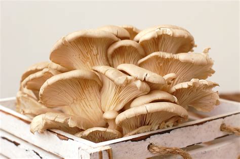 Long White Edible Mushrooms Discounts Wholesalers Oceanproperty Co Th