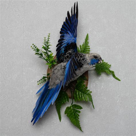 Parrot Taxidermy Bird Mount Mounted Stuffed Birds For Sale Real