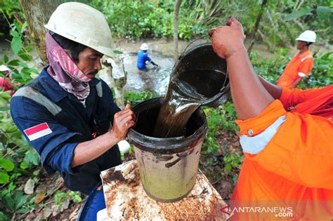 Kebocoran Pipa Minyak Pertamina Di Kota Baru Jambi Antara News