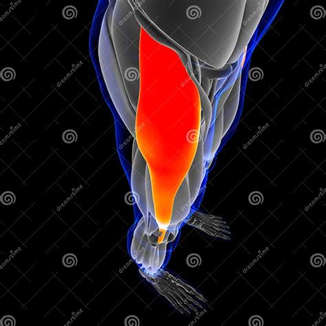 Tensor Fasciae Latae Muscle Anatomy For Medical Concept 3d Illustration Stock Illustration