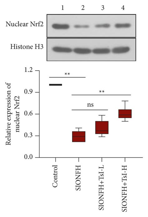 TsI Inhibits Oxidative Stress And Activates The Nrf2 Signaling Pathway