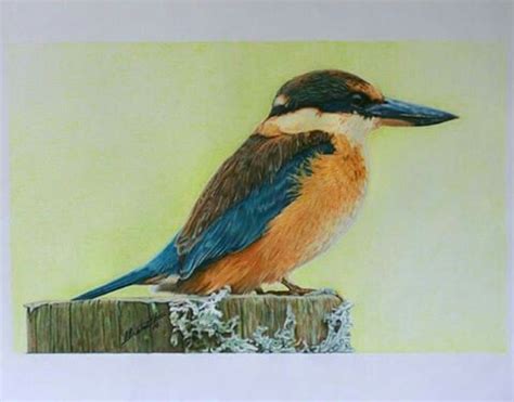 Kotare Nz Native Kingfisher Colour Pencil Drawing By Cherith Curtis