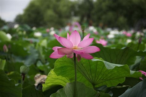 Flower Lotus Water Lilies Aquatic Free Photo On Pixabay Pixabay