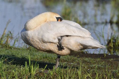 Auf einem Bein schlafend Höckerschwan Cygnus olor c Ra Flickr