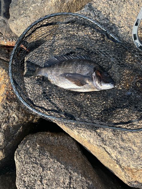 チヌ1匹 兵庫県瀬戸内海側 南芦屋浜 エビ撒き釣り クロダイチヌ 陸っぱり 釣り・魚釣り 釣果情報サイト カンパリ