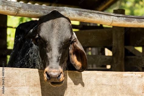 Gado bovino doméstico nome científico Bos taurus é uma espécie de