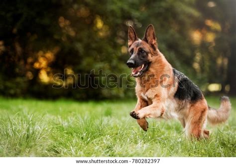 116,661 German Shepherd Dog Images, Stock Photos & Vectors | Shutterstock