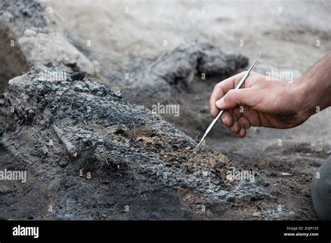 Archaeologist Human Bones Dig Hi Res Stock Photography And Images Alamy