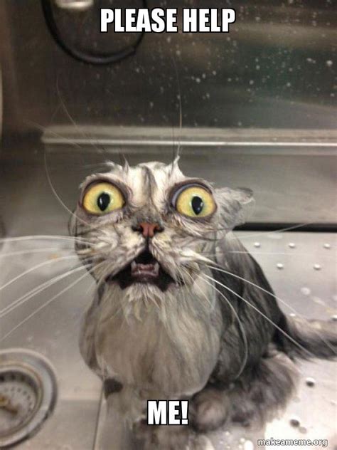 cat bath meme generator