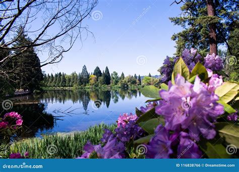 Beautiful lake and flowers stock photo. Image of green - 116838766