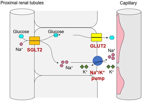 Glucose Sodium Cotransporter Diagram