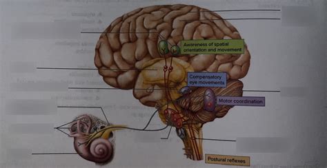 vestibular pathways Diagram | Quizlet