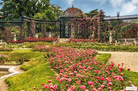 popular plants and flowers in french gardens - My French Country Home Box