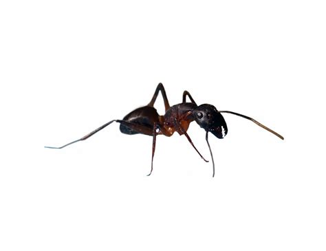 Pest Control Pharaoh Ants at Winnifred Pitts blog