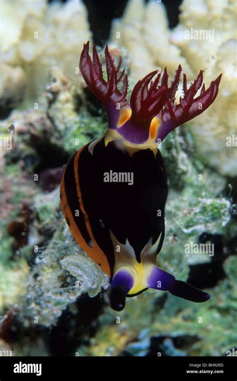 Nudibranch Nembrotha Megalocera Red Sea Egypt Stock Photo Alamy