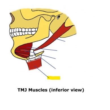 TMJ Muscles - Inferior View Flashcards | Quizlet