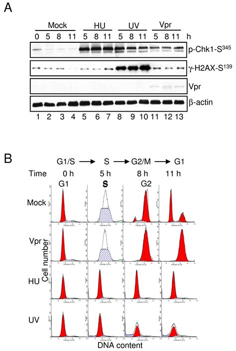 Cell cycle G2/M arrest through an S phase-dependent mechanism by HIV-1 viral protein R ...