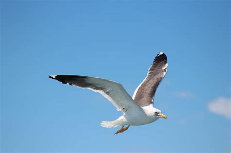 Bird Seagulls Flight Sky Nature Dom Sea Seabird Water Fly