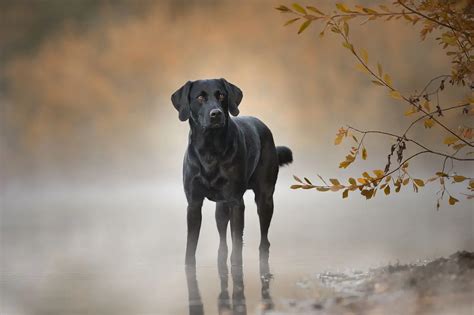 Schwarze Hunde Perfekt Fotografieren Tutorial Mit Foto Beispielen