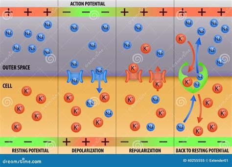 Nerve Impulse Action Potential Of Neuron Stock Vector - Image: 40255555