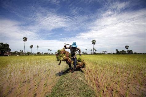 A Farmer Carries Rice Seedlings At A Paddy Field On The Outskirts Of