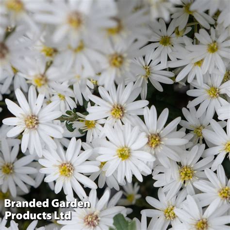 Olearia Spring Bling Thompson Morgan