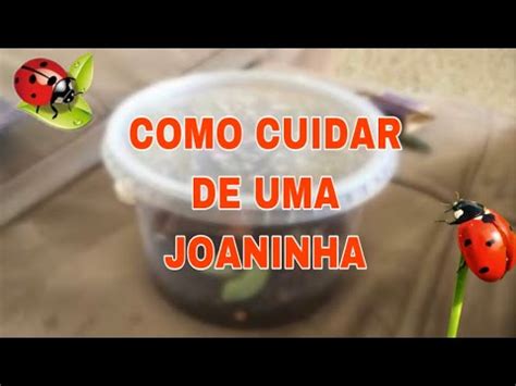 Como Cuidar De Joaninha
