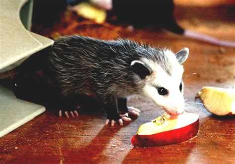 Opossum - Possum Diet