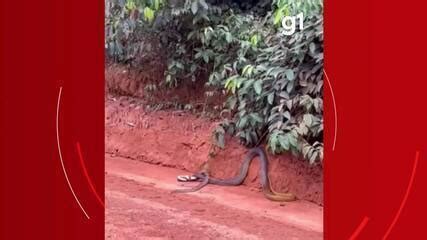 V Deo Cobra De Metros Imune A Veneno Flagrada Devorando Outra