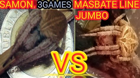 SAMON VS YELLOW JUMBO MASBATE LINE 3GAMES FIGHT SPIDER YouTube