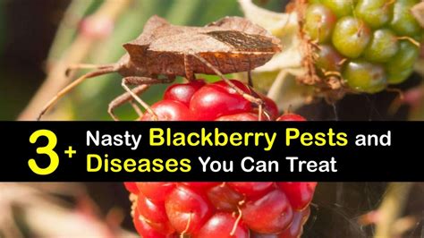 Problems Growing Blackberries - Solving Blackberry Bush Issues