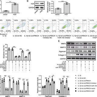 Circprkch Activated The Hgf C Met Signaling Pathway By Targeting