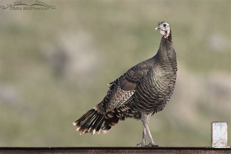 Wild Turkey hen on the look out – Mia McPherson's On The Wing Photography