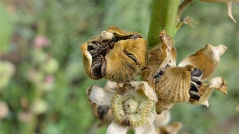 How To Harvest Hibiscus Seeds With Expert Plant Advice Homes And Gardens