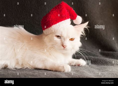 Cat santa hat hi-res stock photography and images - Alamy