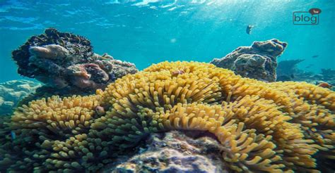 Undersea Wonders Coral Reefs – YSSE Blog