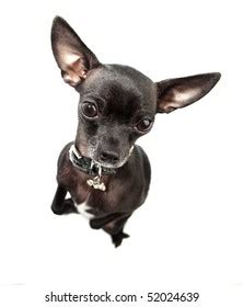 Funny Black Chihuahua Stock Photo 52024639 | Shutterstock