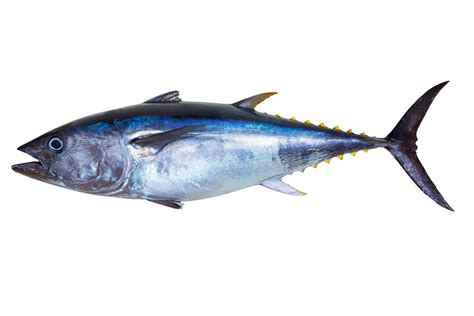 Yellowfin Mojarra Fish