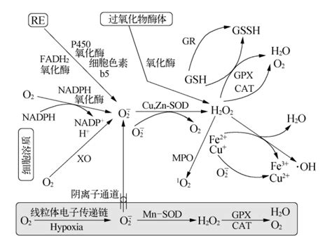 氧自由基的相互作用超氧化物歧化酶挂云帆