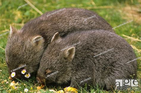 Naked-nosed wombat, Naked-nosed wombat, common wombats (Vombatus ursinus), Wombat, Wombats ...