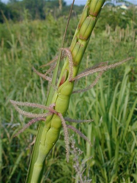 Gama Grass Tripsacum Dactyloides