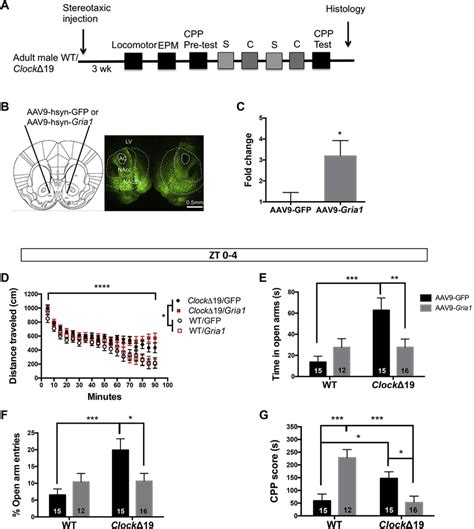 Functional Upregulation Of Gria1 In The Nucleus Accumbens Of ClockD19