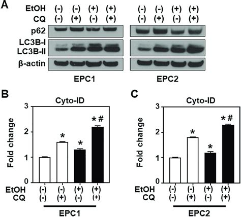 EtOH Induces Autophagy Flux EPC1 And EPC2 Cells Were Exposed In