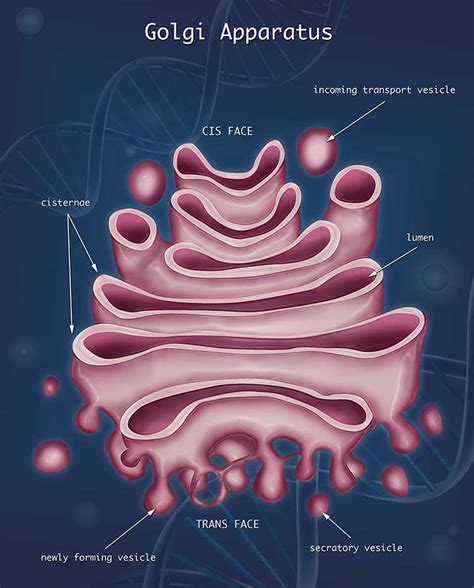 Golgi Apparatus Drawing at PaintingValley.com | Explore collection of ...