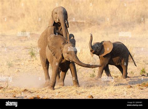 Africa Tanzania African Bush Elephant Young Elephants Play At Mating