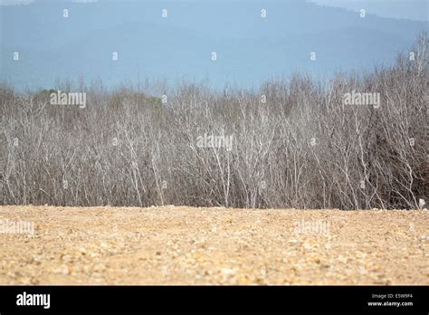 ground  dead trees   background stock photo alamy
