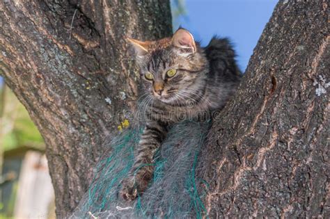 Tabby Cat Hiding In Secluded Nook On A Tree Branch In Summer Garden