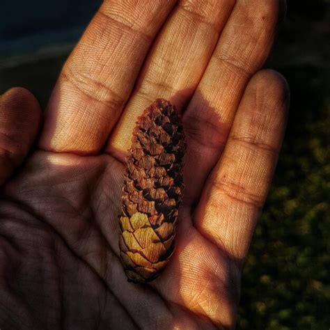 Premium Photo Cropped Hand Of Person Holding Pine Cone