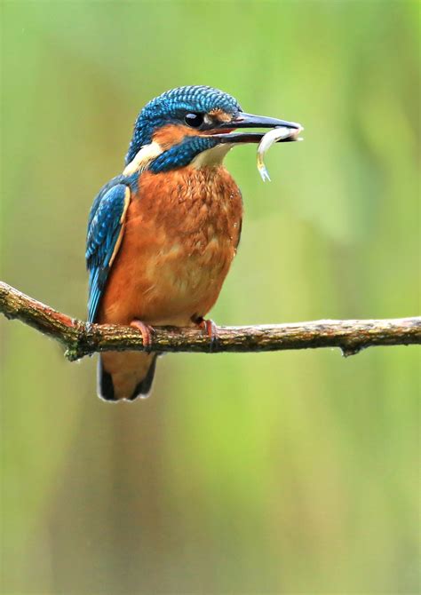 A Few Chance Encounters With A Kingfisher Scottish Wildlife Trust